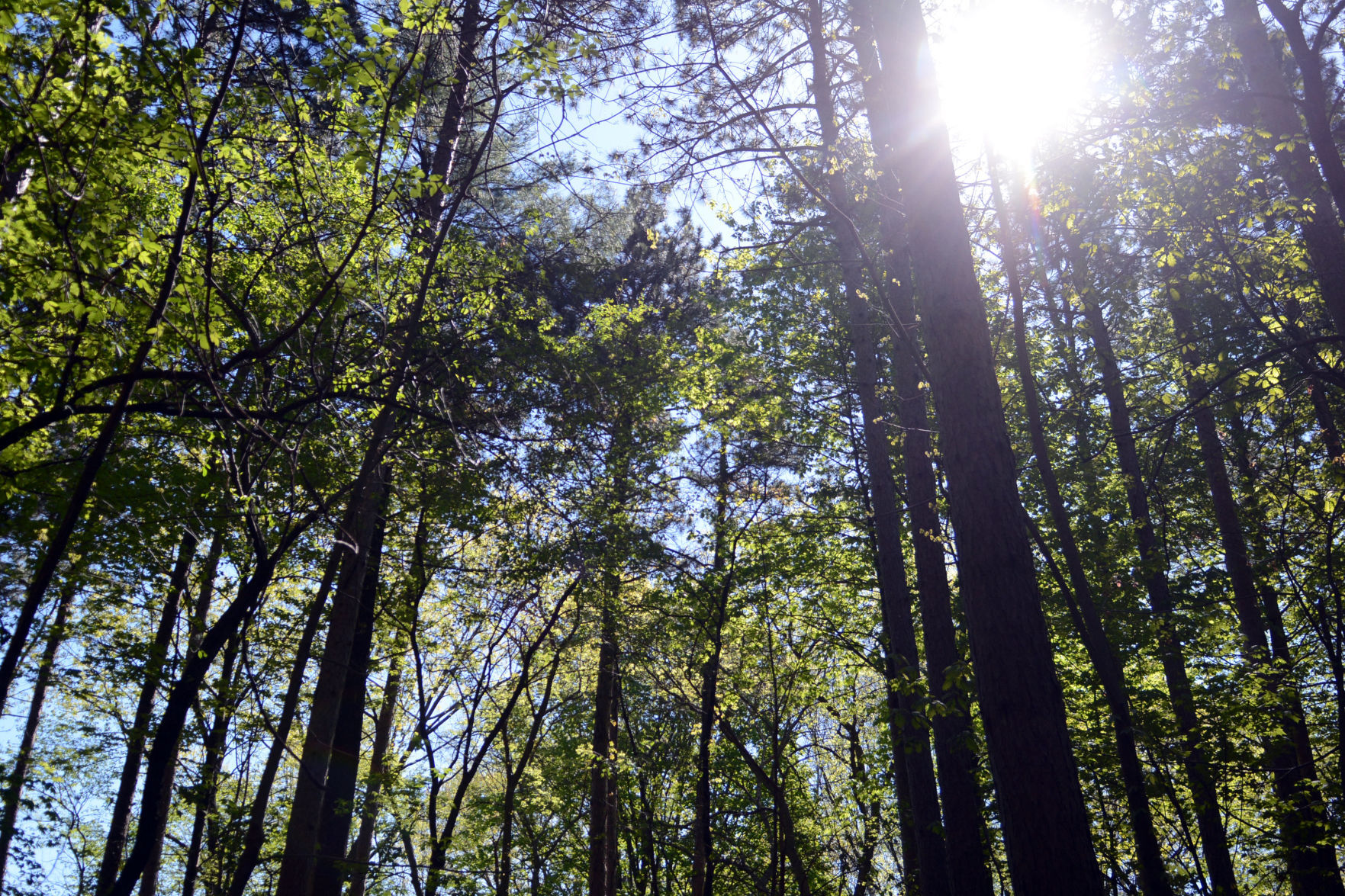 051321-bara-news-village-forest-03